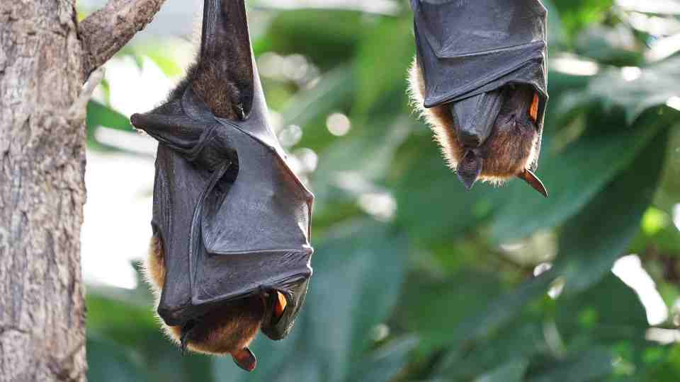 Animal rabies risk for people