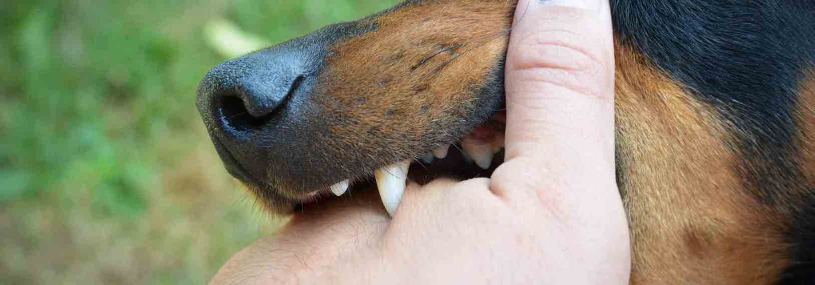 Is animal rabies dangerous for people?
